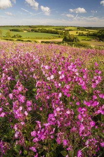 Red campion