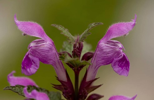 Gargano deadnettle