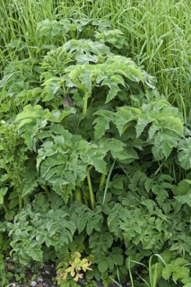 Hogweed