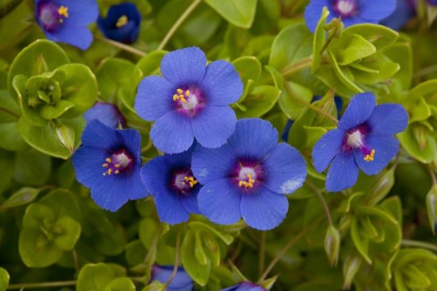 Scarlet Pimpernel