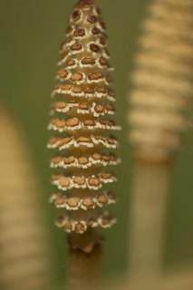 Field Horsetail