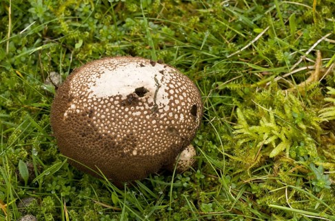 Dusky Puffball