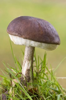 Brown Birch Bolete