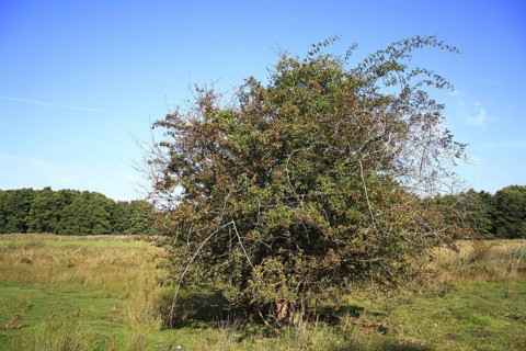 Common Hawthorn
