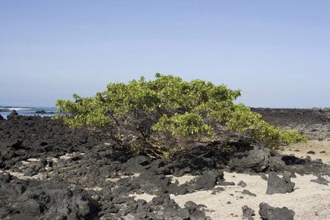 White Mangrove