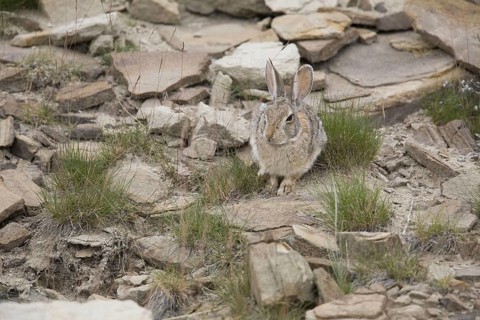 Nuttall's Cottontail