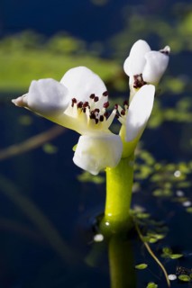 Cape-pondweed