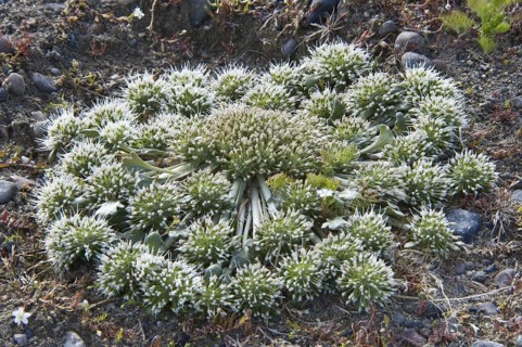 Flowering Boopis