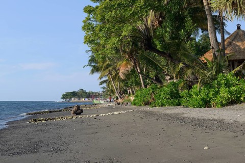 Coconut palms