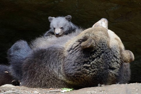 European brown bears