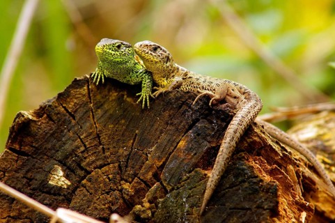 Sand lizards