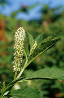 Chinese pokeweed