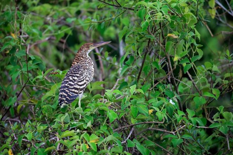 Red-breasted heron
