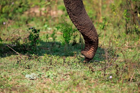 Sri Lankan elephant