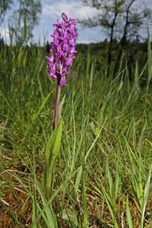 Flesh-coloured orchid