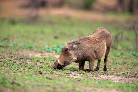 Warthog