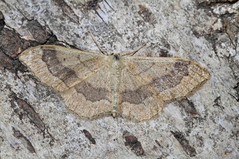 Mouse-eared moth