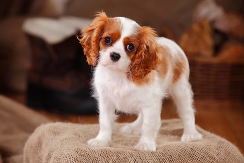 Cavalier King Charles Spaniel