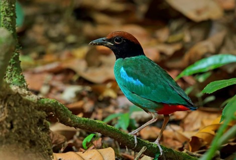 Hooded Pitta