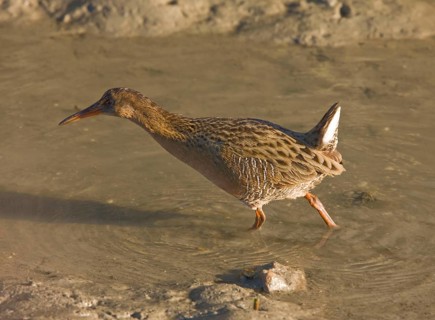 California Clapper Rail