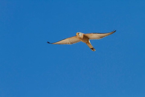 Lesser Kestrel