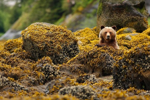 Grizzly Bear