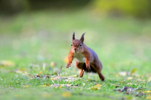 Eurasian red squirrel