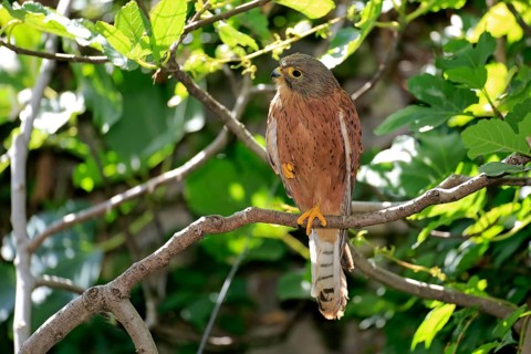 Rock Kestrel
