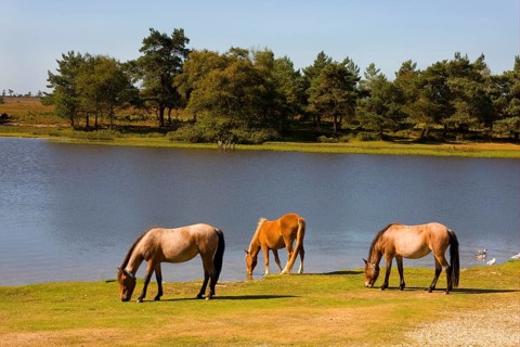 New Forest pony