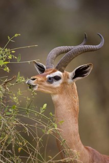 Gerenuk
