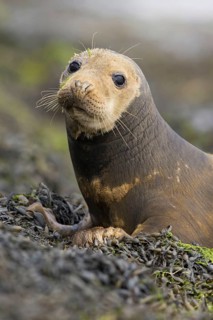 Grey Seal