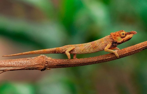 Long-nosed Chameleon