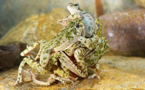 Common common parsley frog