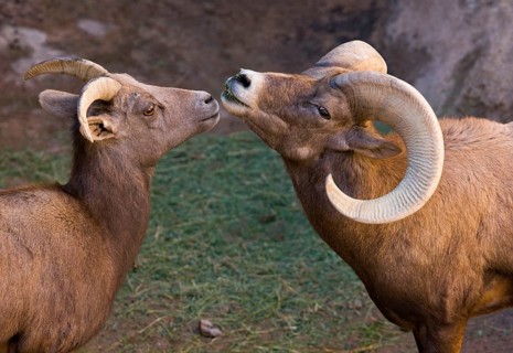 Desert bighorn sheep
