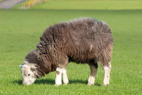 Domestic sheep