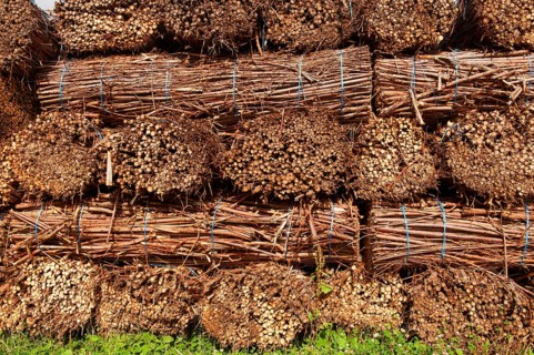Biomass harvest