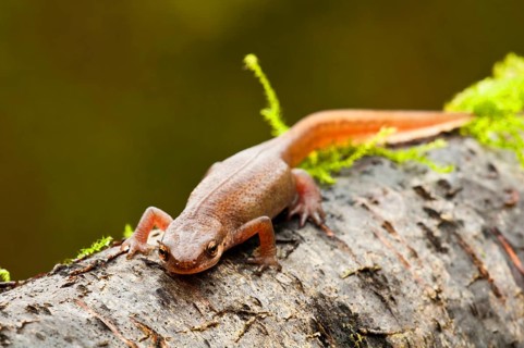 Newt