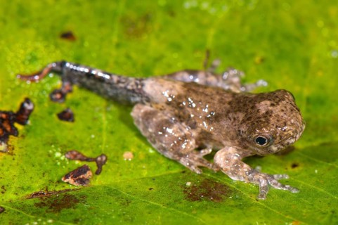 Acre tree frog