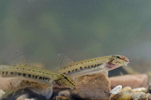 Spined Loach