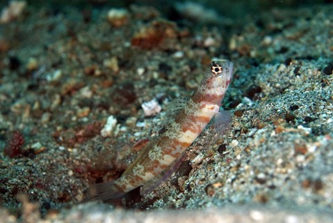 Spotted shrimp goby