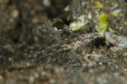 Blacktip sand goby