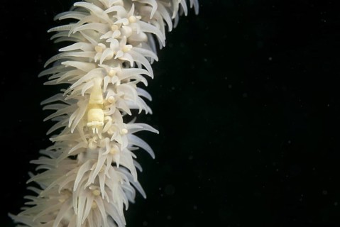 Wire Coral Shrimp