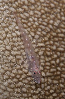 Common Ghostgoby