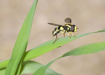 Late Yellow-bordered Hoverfly