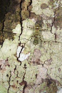 Bark praying mantis