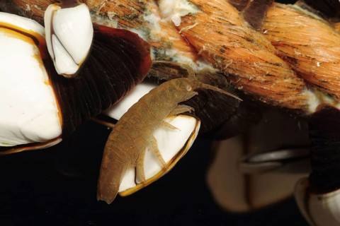 Pelagic isopod