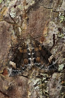 Dark Marbled Carpet