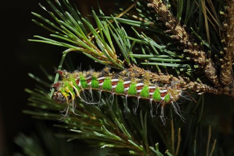 Spanish spanish moon moth