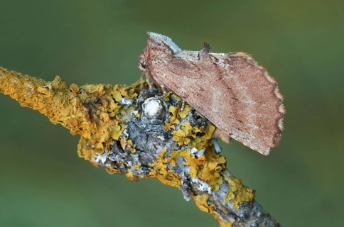 Coxcomb coxcomb prominent