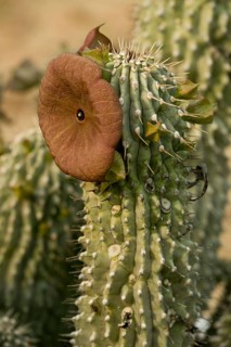 Flowering Hoodia
